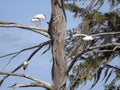 Threatened Wood Storks in Cypress Tree Royalty Free Stock Photo