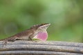 Threatening brown anole. Royalty Free Stock Photo