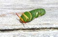 Threatening collar caterpillar Royalty Free Stock Photo