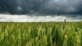 Threatening rain clouds over wheat landscape Royalty Free Stock Photo