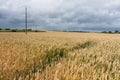 Threatening sky over a cornfield in France Royalty Free Stock Photo