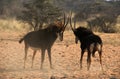 Threating sable antelopes