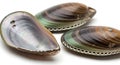 Three abalone shells showing iridescent interior and outer texture on white Royalty Free Stock Photo