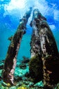 Three abandoned jetty legs being reclaimed by the natural coral