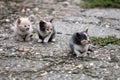 Three abandoned kittens Royalty Free Stock Photo