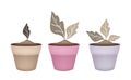 Three Abstract Brown Trees in Flower Pots Royalty Free Stock Photo