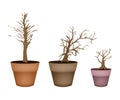 Three Abstract Isometric Brown Trees in Flower Pot Royalty Free Stock Photo