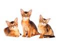 Three abyssinian kittens portrait