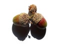 Three acorns with green and red colours on a white background with shadow