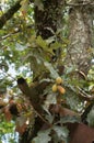 Three acorns on oak tree branch outdoors Royalty Free Stock Photo