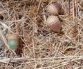 Three Acorns Quercus on Pine needles