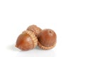 Three acorns on white background studio shot Royalty Free Stock Photo