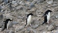 Adelie Penguins waddling over rocks and stones at Paulet Island, Antarctica