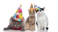Three adorable cats on a birthday party