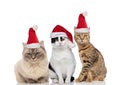 Three adorable cats wearing santa costume sitting and lying
