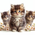 three adorable fluffy kittens in a studio shot