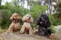 Three adorable French Poodle dogs sitting on a rock