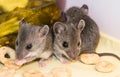 Three baby house mice, Mus musculus, hanging out in a well stocked pantry kitchen cabinet.