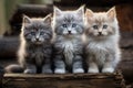 Group of three kittens sitting together Royalty Free Stock Photo