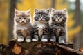 Group of three kittens sitting together Royalty Free Stock Photo