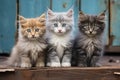 Group of three kittens sitting together Royalty Free Stock Photo