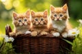 Three adorable kittens are peacefully sitting inside a basket while surrounded by beautiful daisies, Three kittens in a basket Royalty Free Stock Photo