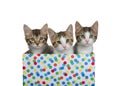 Three adorable kittens peaking out of a polka dot box, isolated Royalty Free Stock Photo