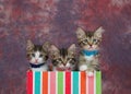 Three adorable kittens peeking out of a striped box Royalty Free Stock Photo