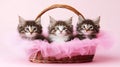 Three Adorable Kittens in Pink Basket Cute Norwegian Forest Cats Posing Royalty Free Stock Photo