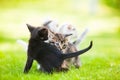 Three adorable kittens playing on the grass