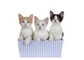 Three kittens peeking out of purple striped present box, isolated Royalty Free Stock Photo