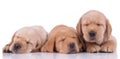 Three adorable labrador retriever dogs lying down and sleeping Royalty Free Stock Photo