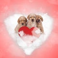 three adorable labrador retriever puppies sitting on a heart cloud Royalty Free Stock Photo