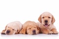 Three adorable labrador retriever puppy dogs Royalty Free Stock Photo