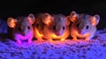 Three Adorable Mice Illuminated With Glowing Ears Royalty Free Stock Photo
