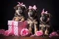 Three adorable puppies sitting beside a pink gift box, eagerly awaiting their surprise, Adorable puppies presenting Royalty Free Stock Photo