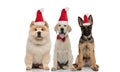 Three adorable puppies wearing santa hats sitting together Royalty Free Stock Photo