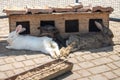 Three adorable rabbits sleeping near feeding trough. Cute resting bunnies. Domestic animals concept.