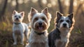 Three adorable terrier dogs posing outdoors in a beautiful forest setting Royalty Free Stock Photo