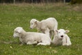 Three adorable white lambs relaxing in grass