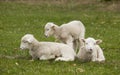 Three adorable white lambs relaxing in grass