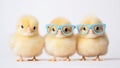 Three adorable yellow chicks, all sporting identical blue sunglasses, pose in front of a bright white Easter background Royalty Free Stock Photo