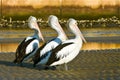 Three adult australian pelicans on the beach