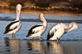 Three adult australian pelicans on the beach Royalty Free Stock Photo