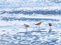 Three adult bar-tailed godwits, Limosa lapponica, feeding on mud