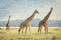 Three adult female giraffes walking together in Masai Mara plains in Kenya