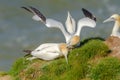 Three adult gannets on the ground. One gannet is biting the neck Royalty Free Stock Photo