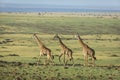 Three adult giraffe walking in line in beautiful light in Masai Mara in Kenya