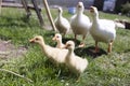 Three adult goose and three small goose in the courtyard outdoor