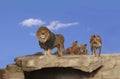 Three adult lions on a cliff rock with blue sky and light white clounds in background.